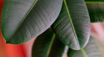 Natede: Smarter Lufterfrischer für Dein Zuhause