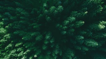 Können Wälder beim Klimaschutz helfen