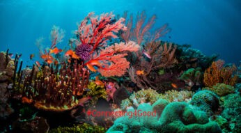 Lautsprecher-Korallenschutz-header