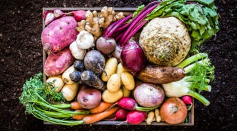 Eine Holzkiste voller Gemüse wie Kartoffeln, Möhren, Knollen und Ingwer.