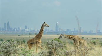 giraffen auf einem Feld und Industriegebiet im Hintergrund