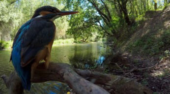 Header Kolibri auf Ast (Sender Geo Wild)