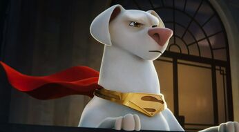 Ein wachsamer Superhund