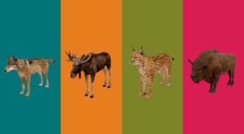 heimische-wildtiere-in-augmented-reality-dieses-wwf-ar-erlebnis-macht-es-moeglich-header