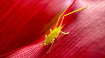 Naturfotos eines Graßhüpfers auf einem roten Blatt