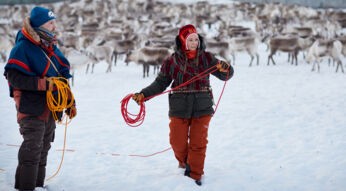 Das Leuchten der Rentiere (1)