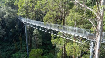 Ein Metallsteg erstreckt sich durch das Blätterdach eines Eukalyptuswaldes im Great Otway National Park, Australien.