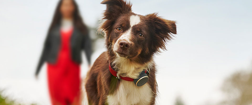 Curve Tracker f&uuml;r Deinen Hund!
