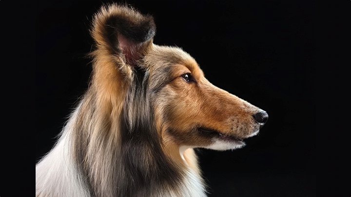 Ein Portr�t eines Hundes wurde mit der 200-MP-Kamera des Galaxy S26 Ultra aufgenommen. Textur und Details bleiben naturgetreu.